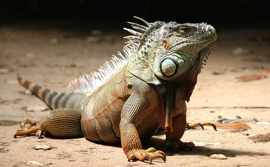 brown and grey bearded dragon, iguana, watch, lizard, reptile HD wallpaper