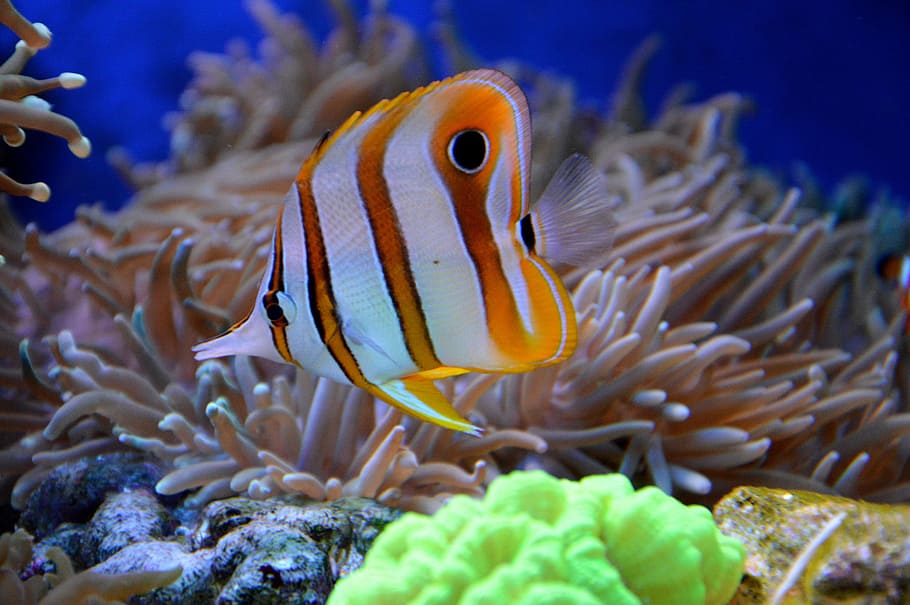 orange and white stripe fish near coral, reef, aquarium, cay, HD wallpaper
