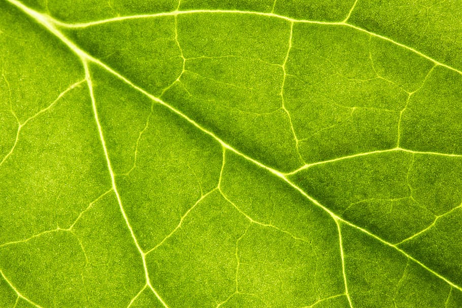 leaf, green, veins, plant, macro, structure, meadow, green color HD wallpaper
