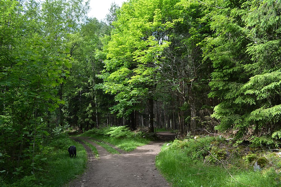 forest, nature, landscape, trees, green, path, the tree, shadow HD wallpaper