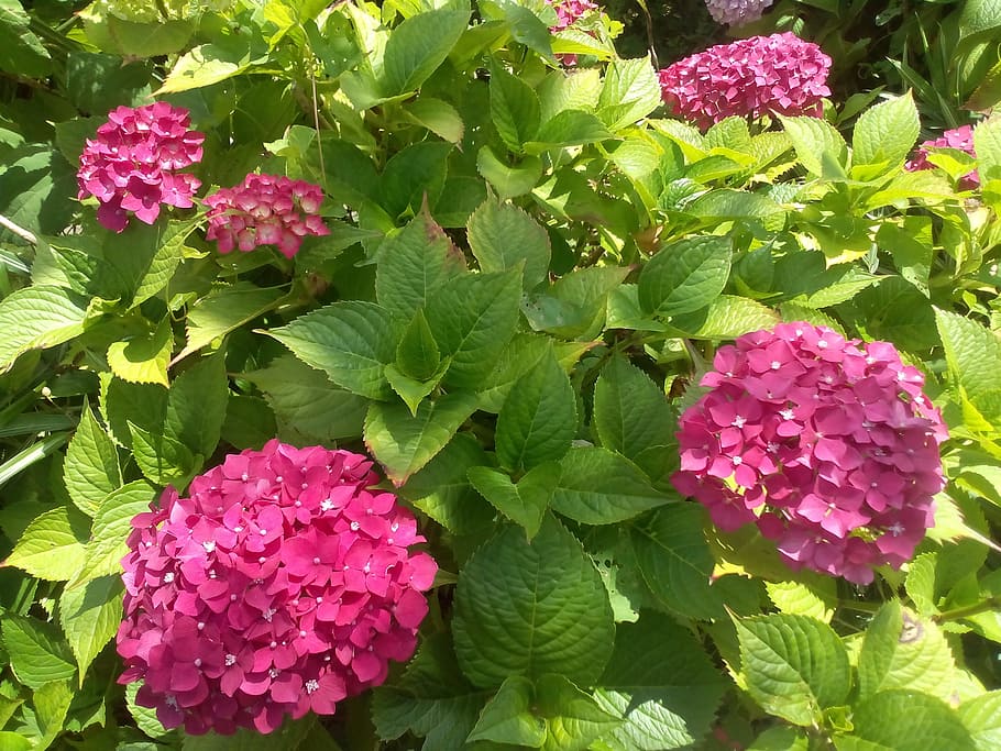 Hydrangea, Flowers, Garden, Bush, Pink, nature, purple, leaf HD wallpaper