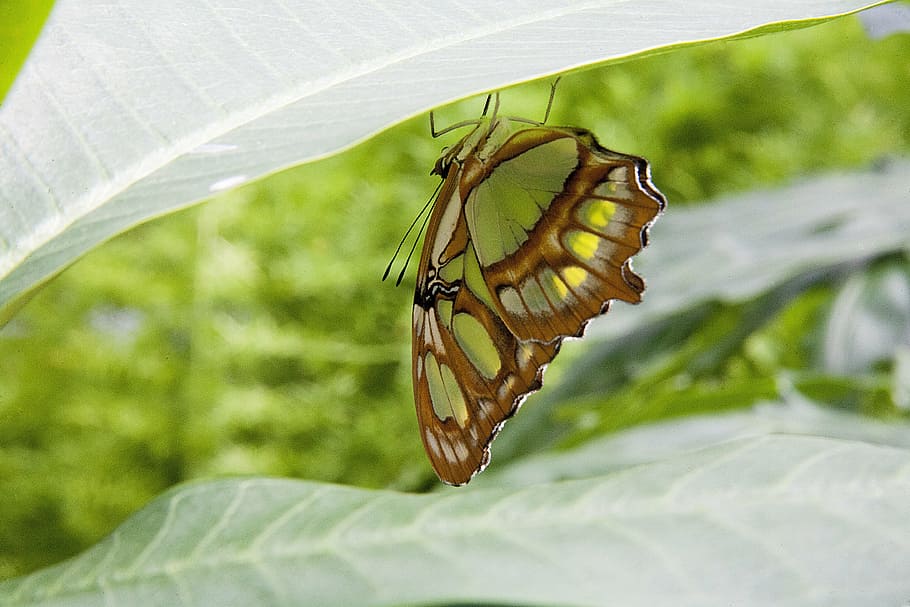 butterfly, leaf, nature, summer, design, green, garden, spring HD wallpaper
