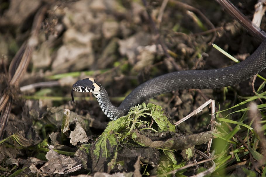 Snake, Creep, Scales, Danger, really, reptile, animal, nature HD wallpaper
