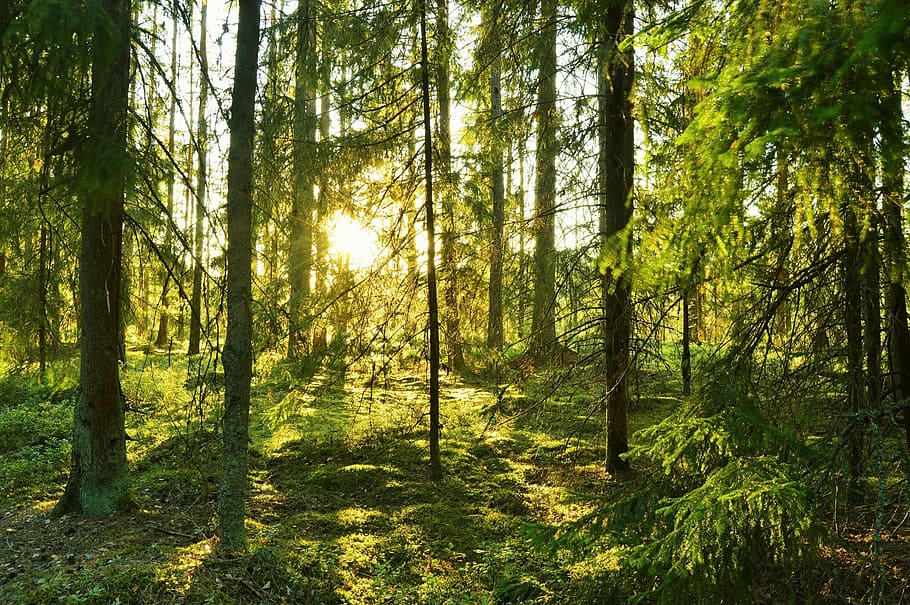 photo of green tall trees, solar, sunlight, sunny, summer, forest HD wallpaper
