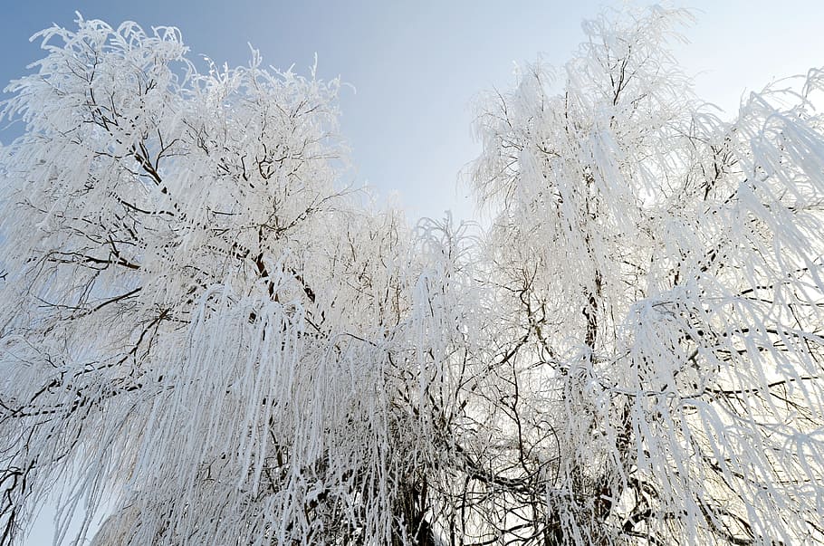 winter, frost, icing, white, frozen, tree, cold temperature HD wallpaper