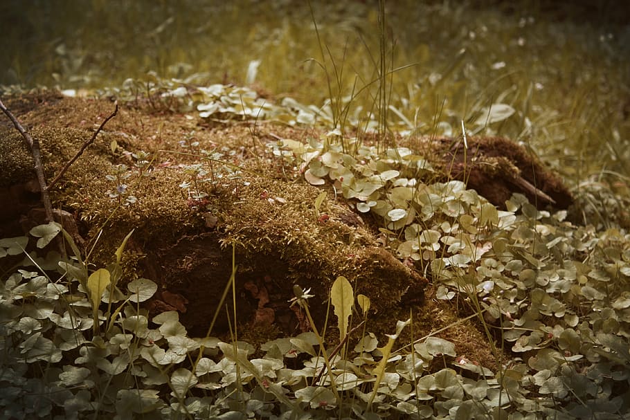 mystical, dreamy, old, tree stump, rots, moss, meadow, forest HD wallpaper