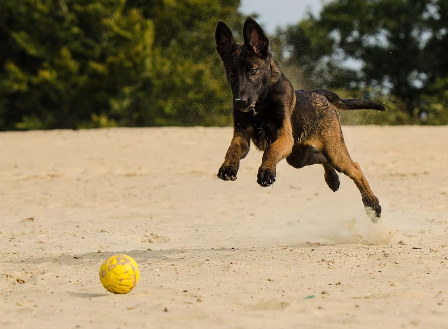 photo of Belgian Malinois fetching a ball on brown sand, doggy