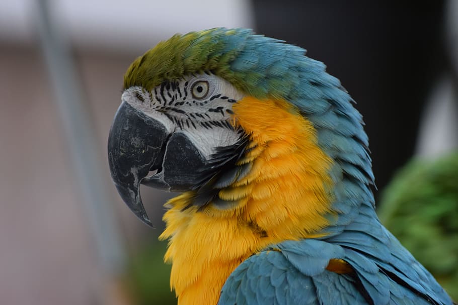 Animal, Aviary, Beak, Bird, Colorful, fauna, parrot, wildlife HD wallpaper