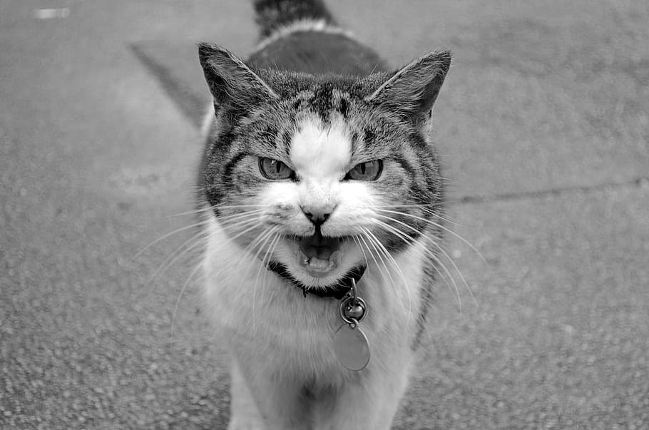 silver tabby cat, animal, attention, background, character HD wallpaper