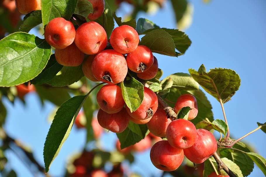 red tomatoes, plum, fruit, fruit tree, spring, power, harvest HD wallpaper