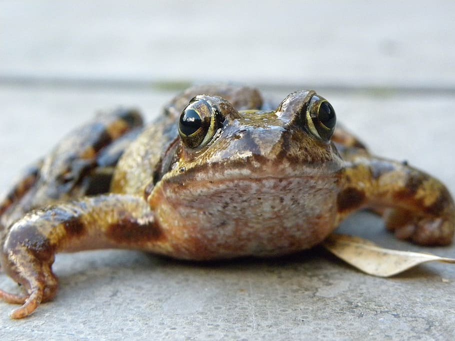frog, macro, frog eyes, animal, animal themes, animal wildlife HD wallpaper
