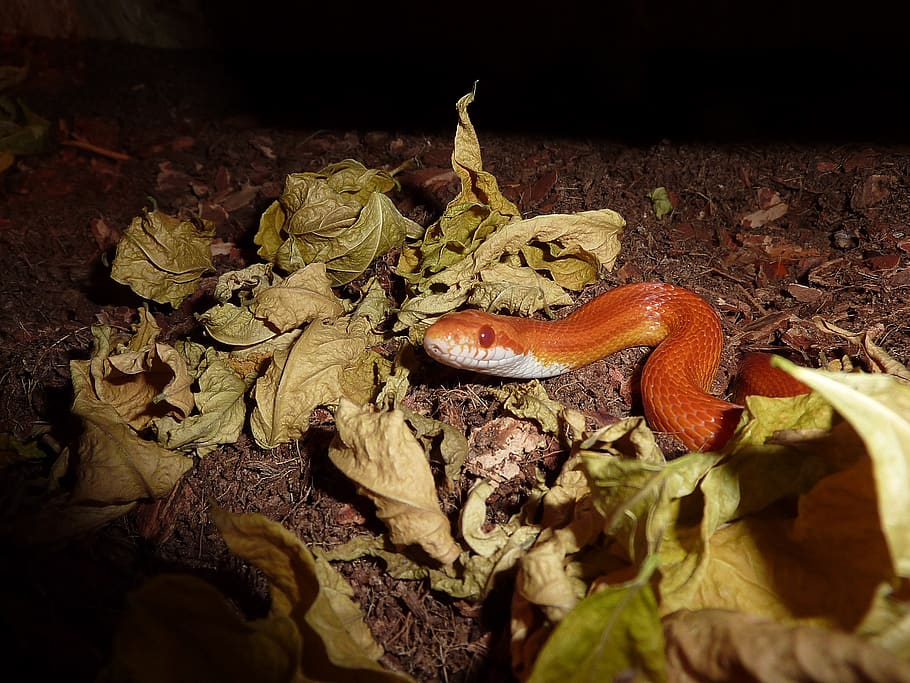 corn snake, snakes, terraristik, non toxic, scale, reptile, HD wallpaper