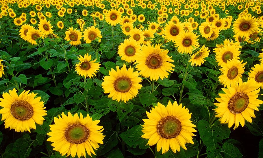 yellow and brown sunflower, sunflowers, helianthus, nature, blossomed, HD wallpaper