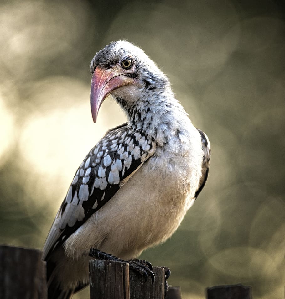 selective focus photography of white and black toucan, hornbill HD wallpaper