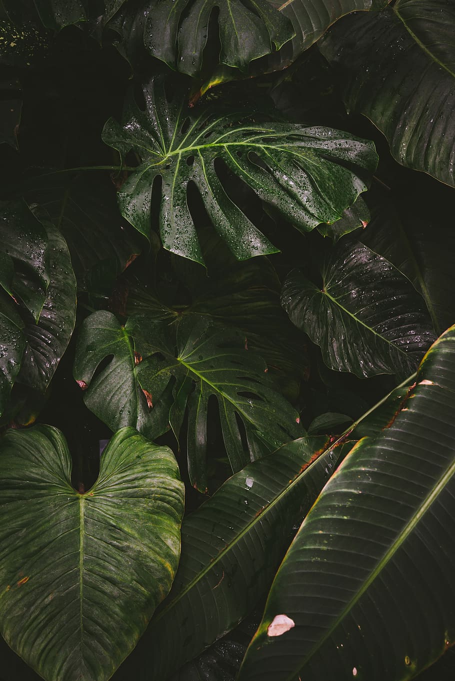 view of green leafed plants, green leaves during night, foliage HD wallpaper