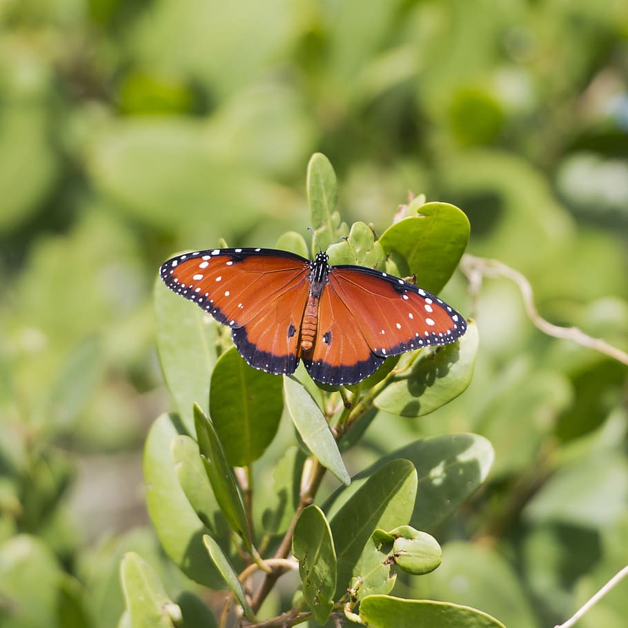 butterfly, leaves, leaf, nature, summer, spring, green, plant HD wallpaper