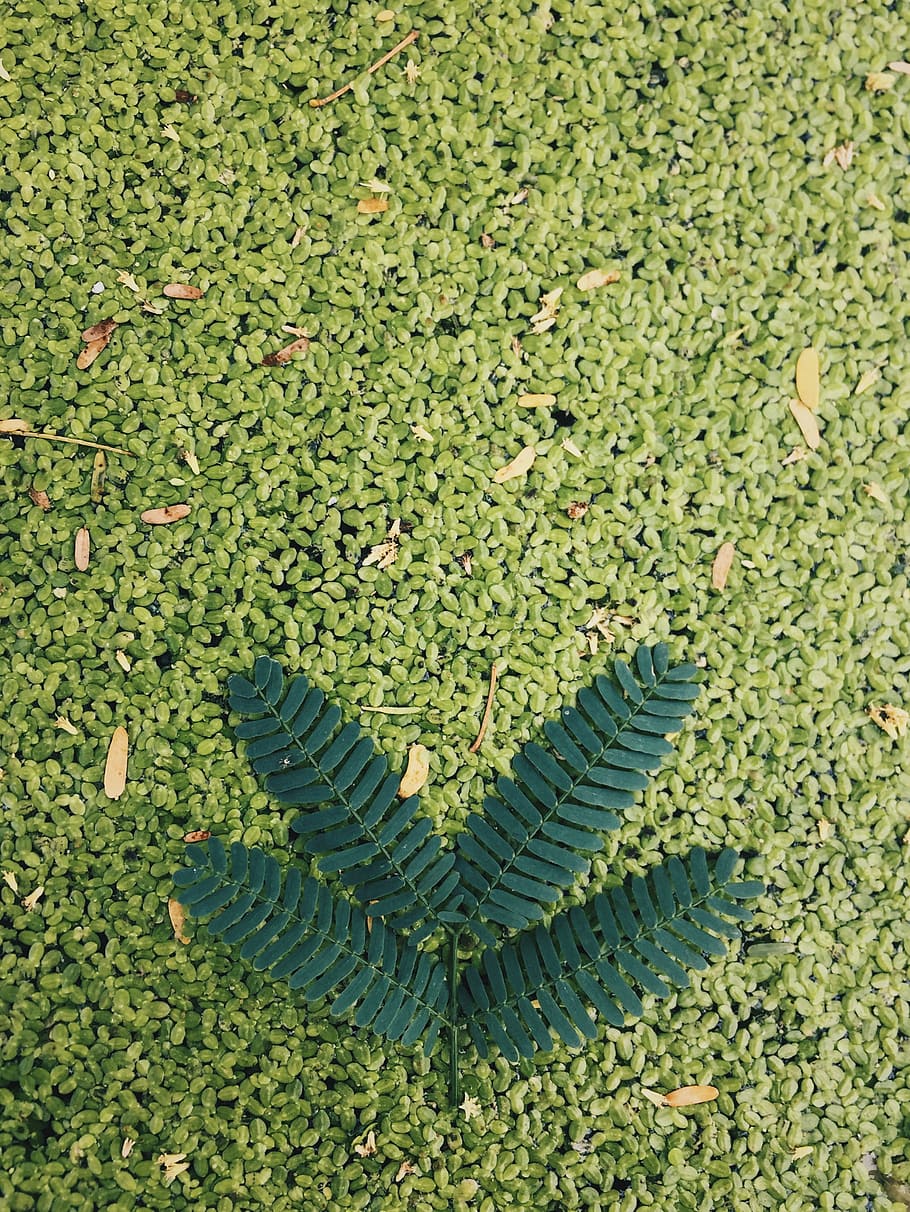 nature, pattern, blur, leaves, close-up, colors, environment HD wallpaper