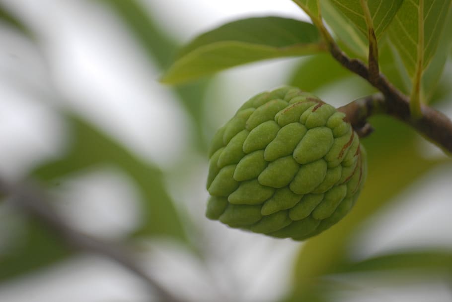 custard apple, background, green leaf, spring, garden, nature HD wallpaper