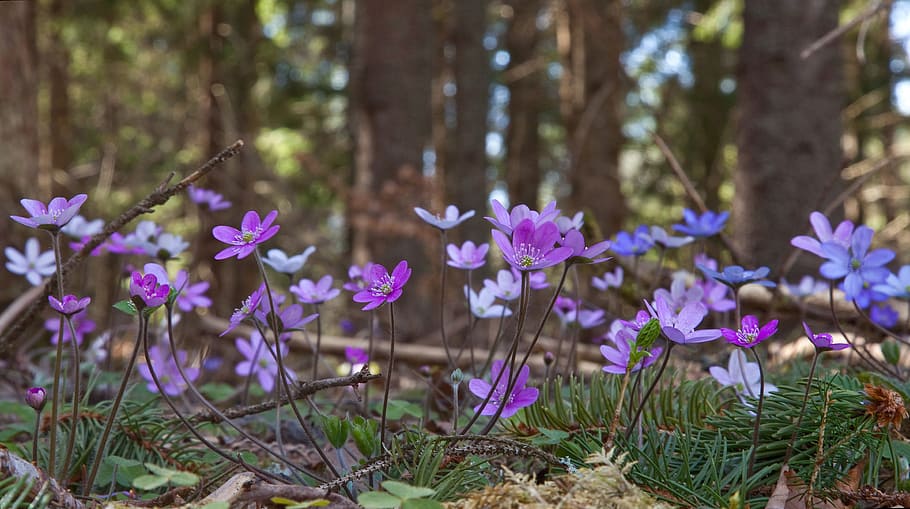 green leaf and purple petal flowers, blue anemone, anemone hepatica HD wallpaper