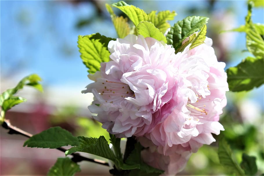 flower, pink, color, leaf, natural, pink flowers, blossom, spring HD wallpaper