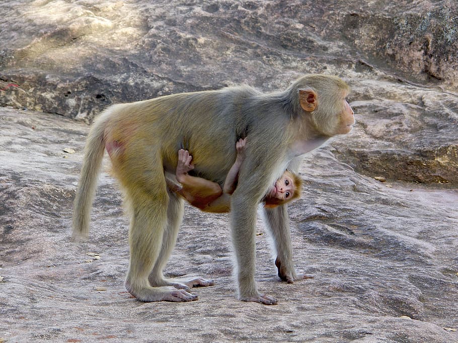macaco, primate, burma, mother, breeding, bebe, animal, mono HD wallpaper