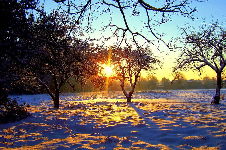 tree, nature, sun, landscape, dawn, sky, sunset, plant, beauty in nature HD wallpaper