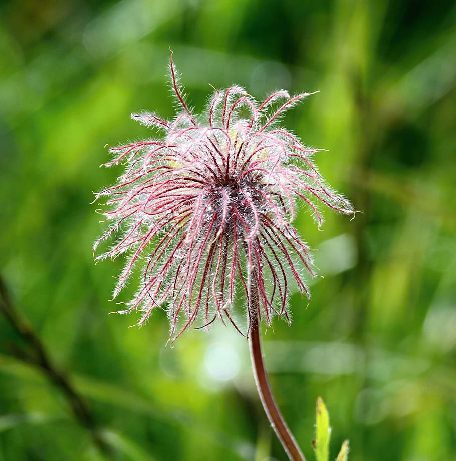 flower, pink, macro, green, summer, mountain, alpine, landscape HD wallpaper