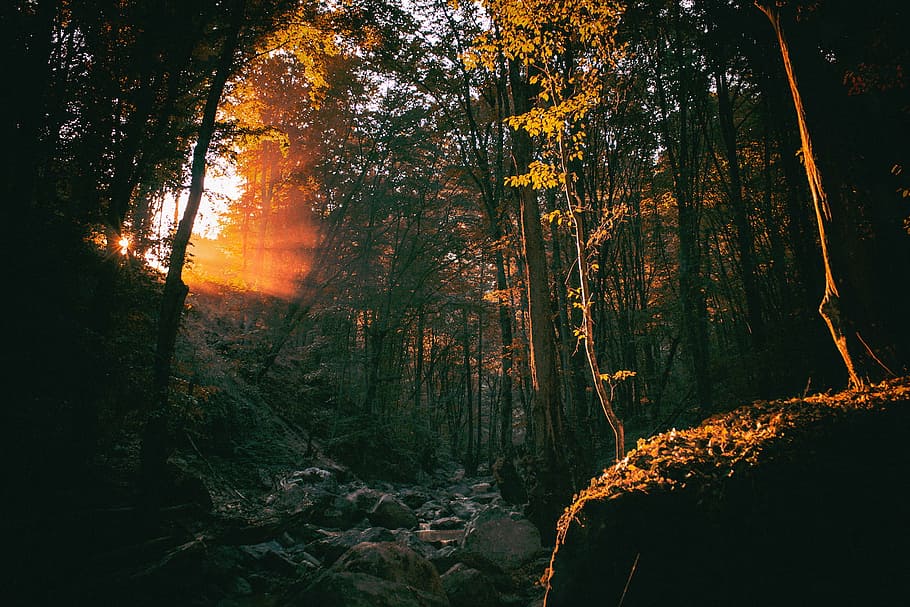 forest with sun light, nature, woods, trees, rocks, boulders HD wallpaper