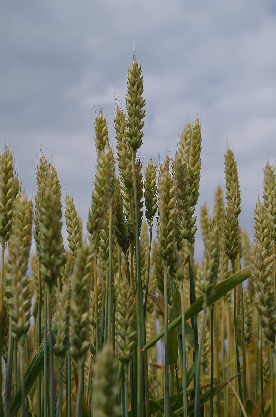 the grain, field, barley, growth, plant, agriculture, crop HD wallpaper