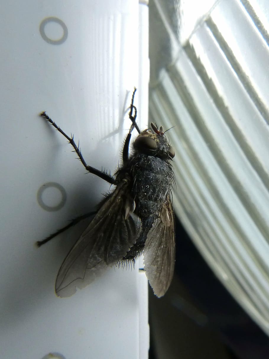 black common housefly, fly shaggy, botfly, nuisance, macro, scrub legs