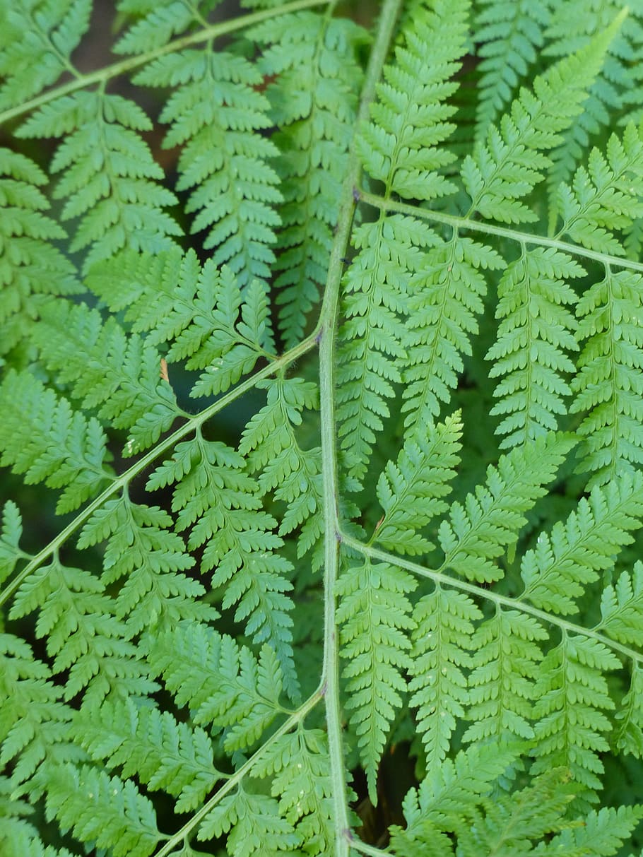 Fern, Bracken, Leaf, Background, green, green color, plant HD wallpaper