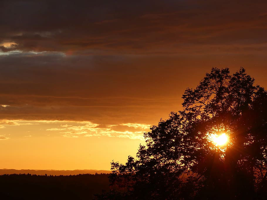 sunset, evening, dark, orange, nature, sunlight, tree, outdoors HD wallpaper