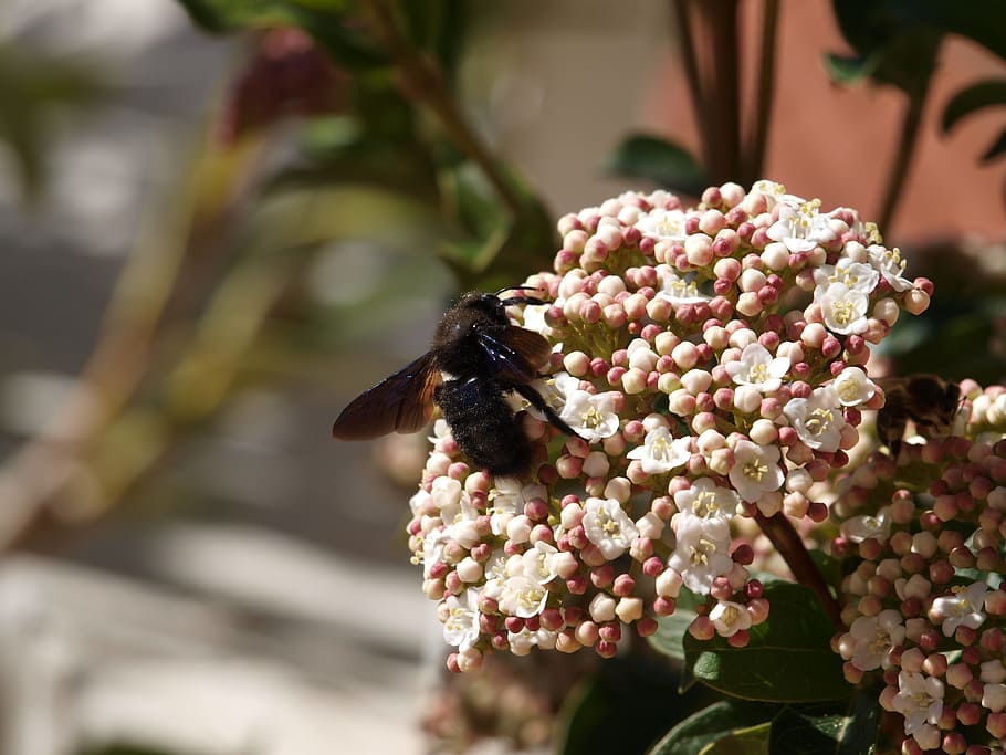 insect, flower, flowering plant, fragility, beauty in nature HD wallpaper