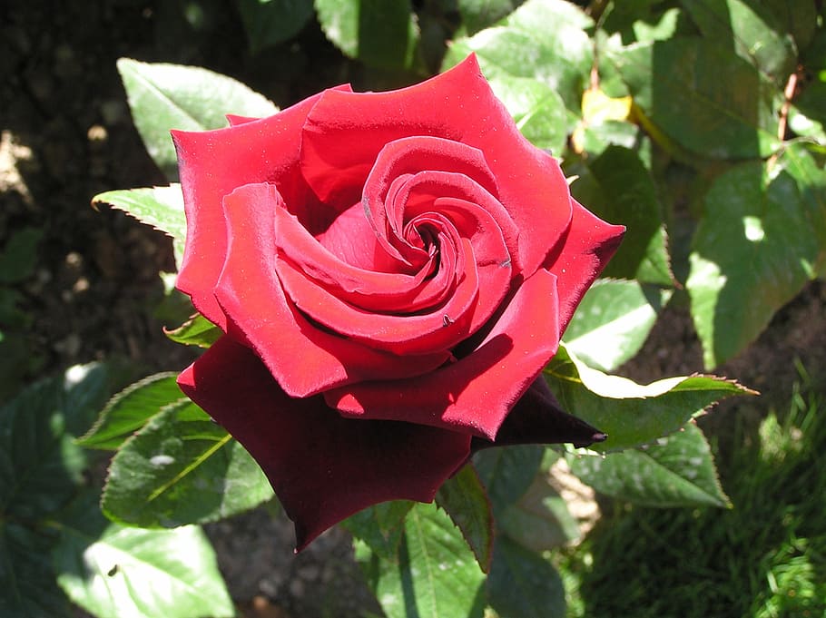 Flower, Pink, red, rose - Flower, nature, petal, plant, love HD wallpaper