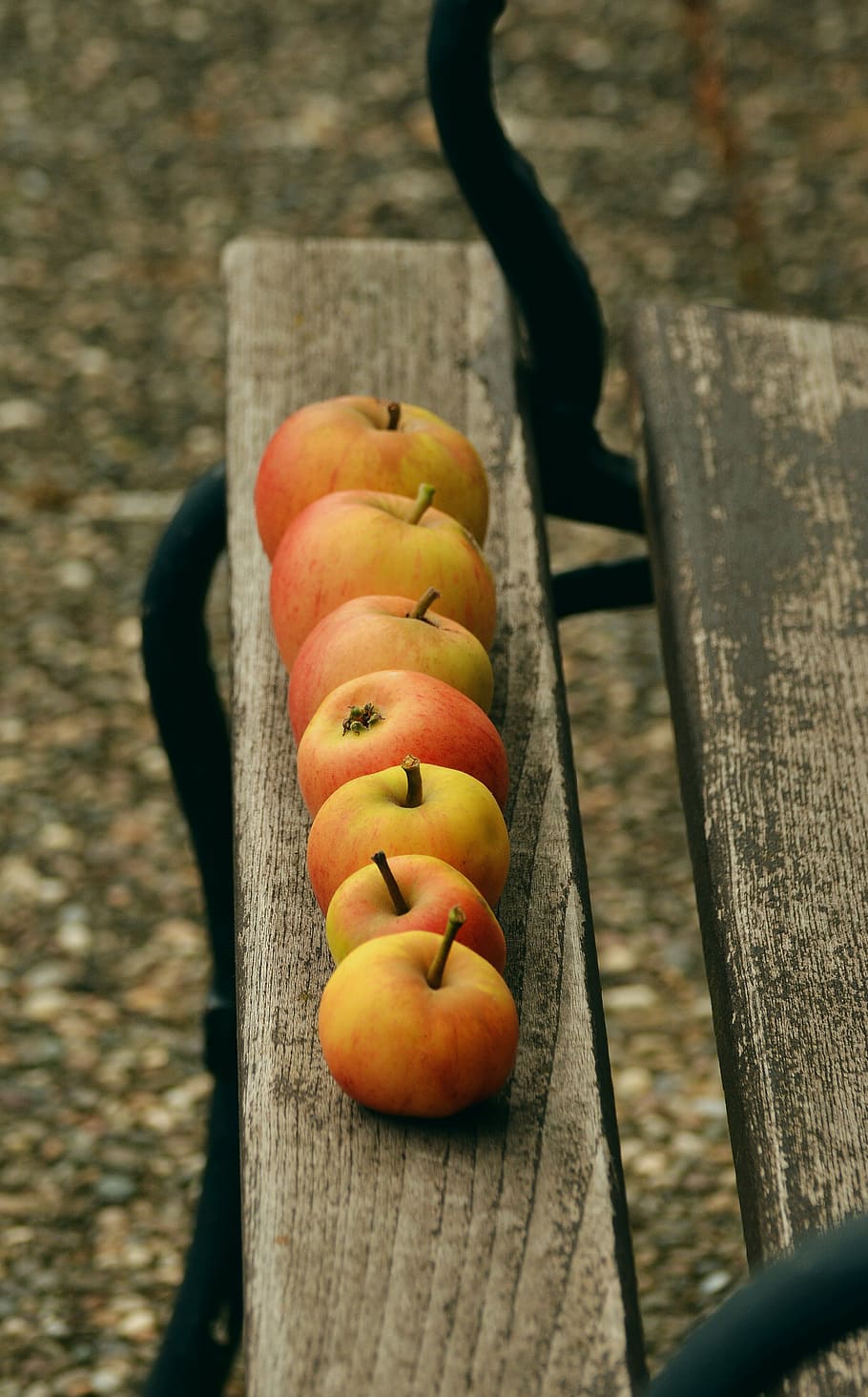 apple, goldparmäne, fruit, windfall, garden, series, lined up HD wallpaper