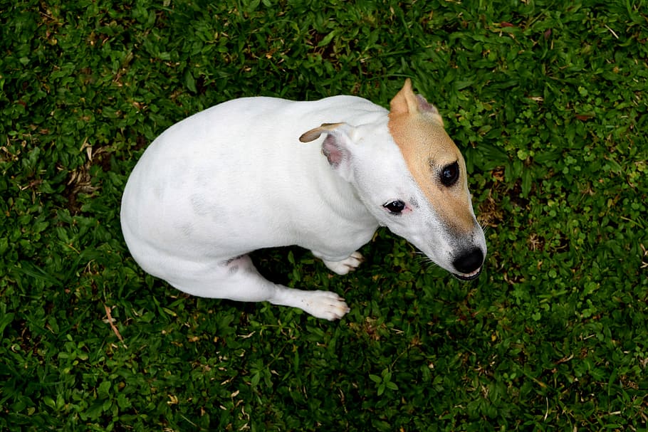 Chilling @home in Ubud, white dog on green grass, field, pet HD wallpaper