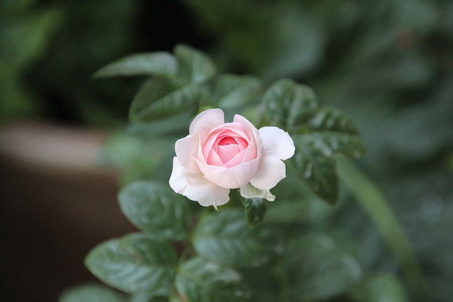 Flower, Pink, rose, rose - flower, petal, pink color, peony HD wallpaper