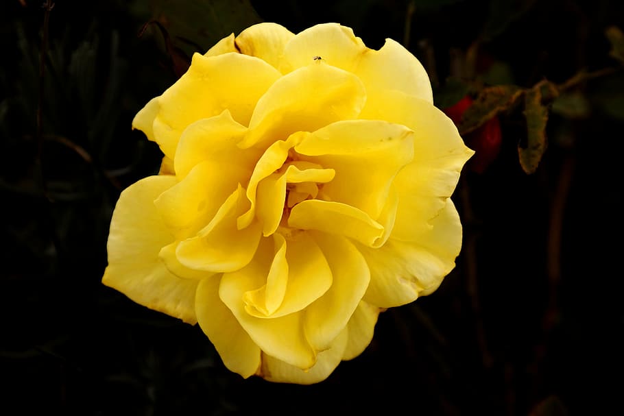 rose, light, yellow, insect, rays, blossom, bloom, yellow roses HD wallpaper