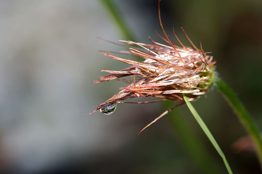 sasanka, rosa, seeds, macro, closeup, the delicacy, plant, garden HD wallpaper