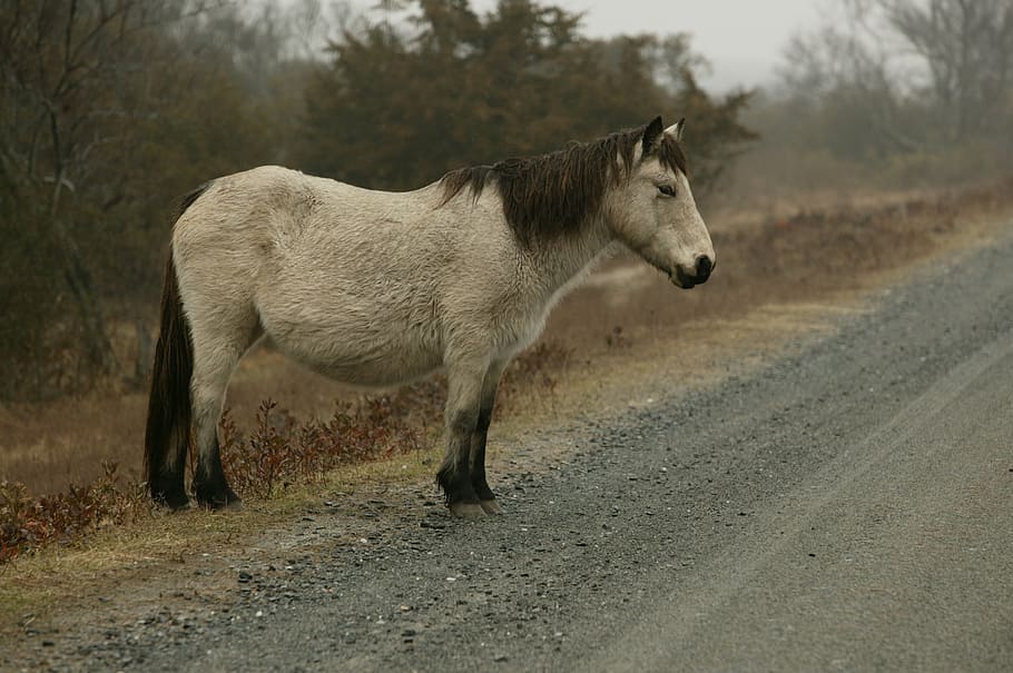white and brown horse near road, wild pony, misty, chincoteague island