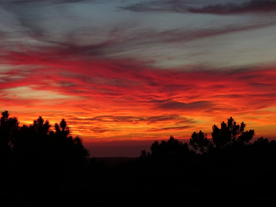 silhouette of plants during sunset, silhouette trees during sunset HD wallpaper
