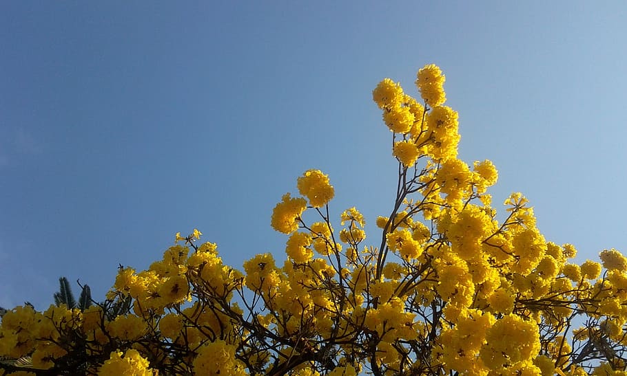 tree, lapacho yellow, flowers, tomorrow, plant, sky, growth HD wallpaper