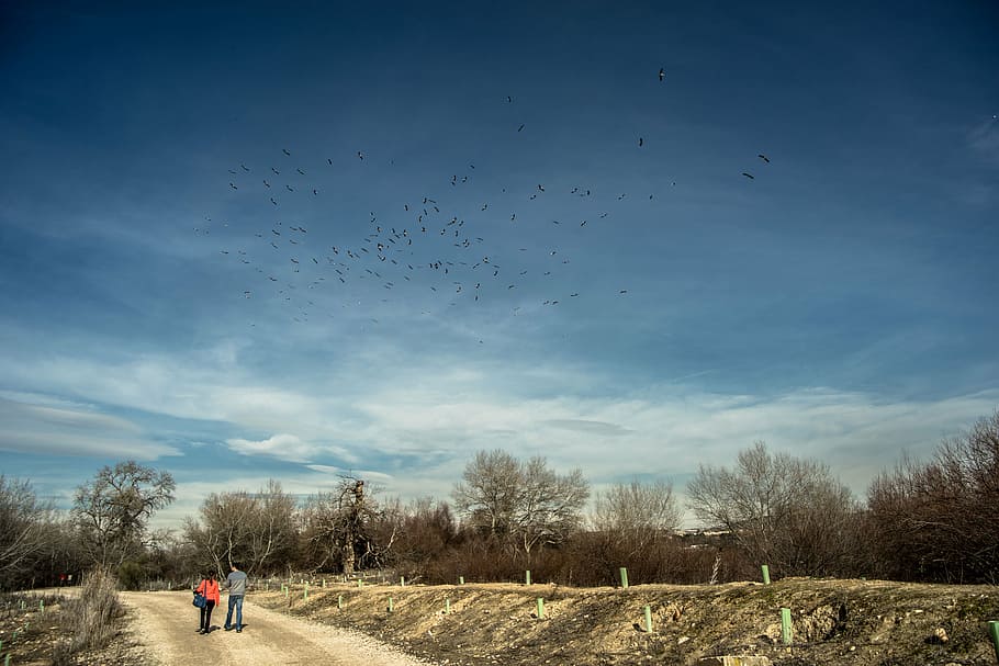 trail, walk, birds, migration, path, hiking, landscape, nature HD wallpaper