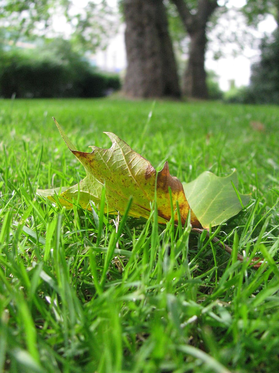 nature, leaf, summer, environment, green, grass, plant, green color HD wallpaper