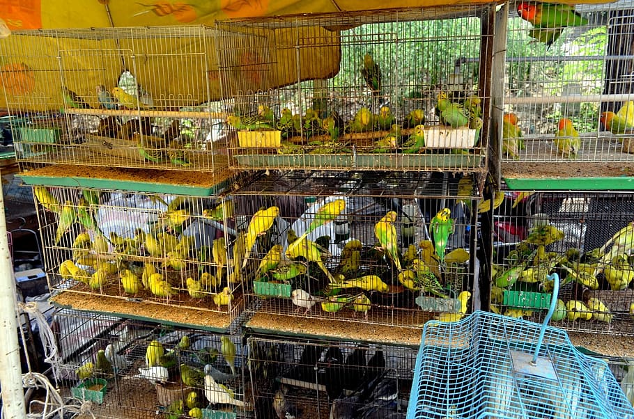 animals, birds, parakeets, market, business, pets, shop, pet shop