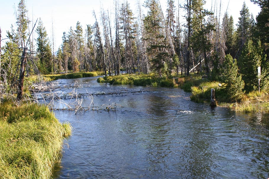 stream, creek, river, plant, tree, water, tranquility, tranquil scene HD wallpaper
