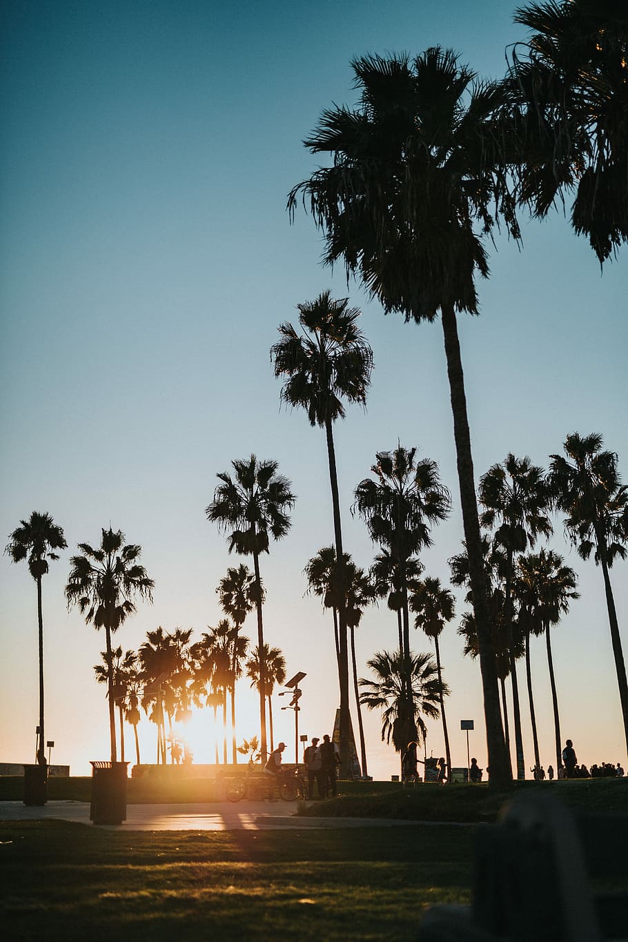 silhouette photo of trees during sunset, silhouette of coconut trees HD wallpaper