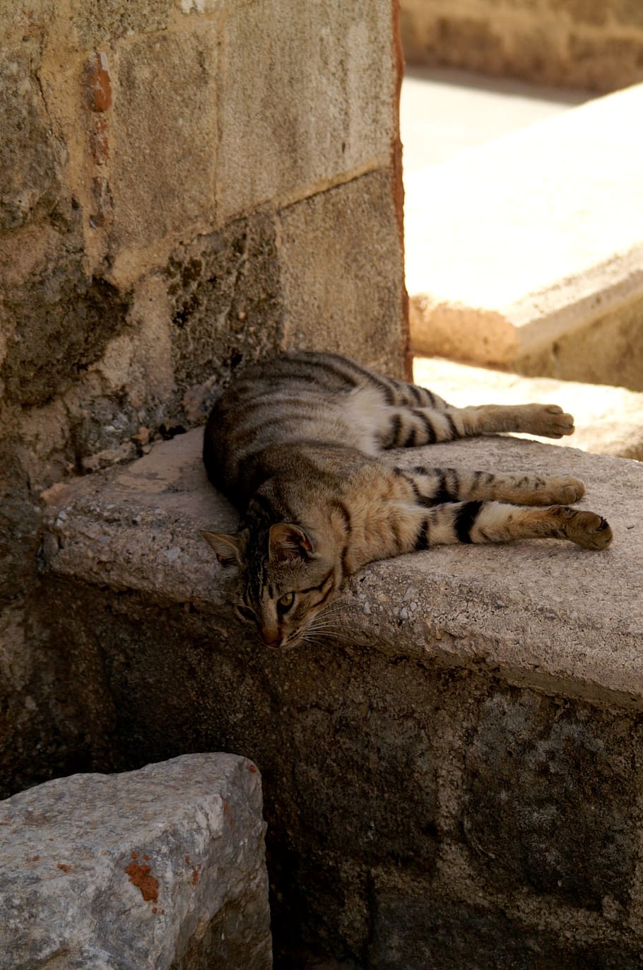 greece, rhodes, cat, mammal, rock, feline, animal themes, relaxation HD wallpaper