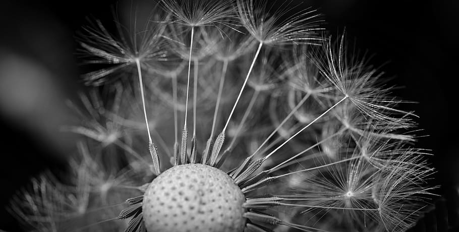 greyscale photography of dandelion flower, seeds, close, macro HD wallpaper