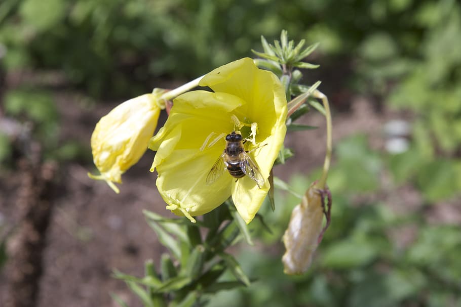 insect, garden, spring, bee, yellow, flower, summer, nature HD wallpaper